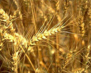 Украина почти на 80% увеличила продажи зерна за границу