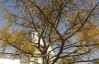 У Корсунь-Шевченківську росте рідкісне дерево з плодами, що "пахнуть" лайном