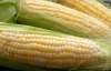Украина договорилась продавать кукурузу в Китай