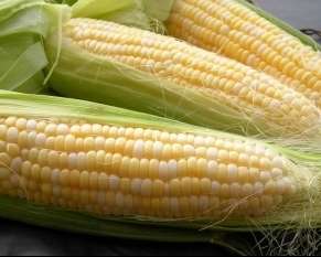 Україна домовилася продавати кукурудзу в Китай