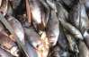  В Крыму утилизировали более двух тонн испорченной рыбы