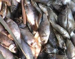 В Криму утилізували більше двох тон зіпсованої риби