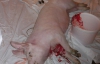 Во Львове разразился скандал из-за публично заколотой свиньи в ресторане