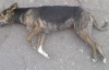 Донецкие коммунальщики травят стерилизованных собак