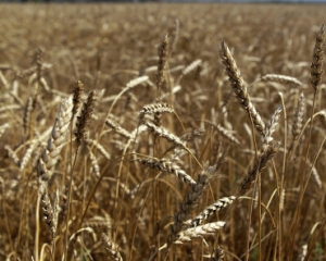 Єгипет відмовився від пшениці з України