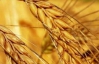 Украина продала за границу 10,7 миллиона тонн зерна
