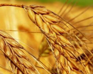 Украина продала за границу 10,7 миллиона тонн зерна