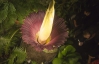У Швейцарії розквітла найбільша "трупна квітка"