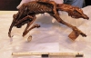 В Мексике впервые нашли мумию собаки