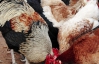 России не понравилась украинская курятина, поскольку там якобы "опасные бактерии"