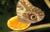 Бабочка Калиго из Центральной Америки стоит 400 гривен