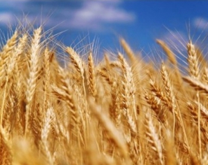 Україна продала за кордон 11,5 мільйона тонн зерна