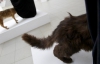 40 000 гривень на конкурсі митців отримала робота, в якій собака заглядає під оксамитовий навіс