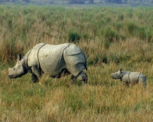 Роги носорогам відпилюють під наркозом
