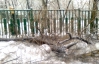 В центре Киева на человека упало дерево