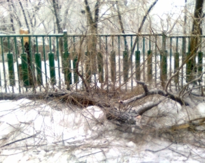 В центре Киева на человека упало дерево