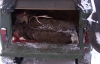 Браконьеры заплатят за убитого в ровенском лесу оленя 15 тысяч гривен