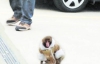 Жінка загубила у меблевому магазині рідкісну мавпу