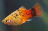 Рибки-геї користуються великим успіхом у самок  - дослідження