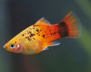 Рыбки-геи пользуются большим успехом у самок - исследование