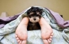 Собаки помогут бороться с сонливостью