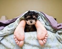 Собаки помогут бороться с сонливостью