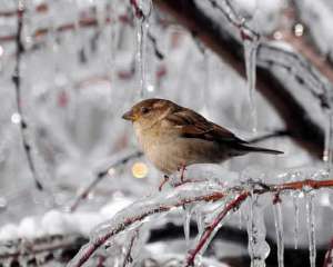 В Украине завтра ожидается до -23° мороза, в Приазовье - штормовое предупреждение