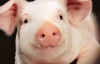 Свині будуть допомагати "Зеніту" шукати у вболівальників піротехніку