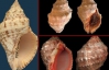 На Канарах знайшли сліди молюска, з якого в давнину робили фарбу