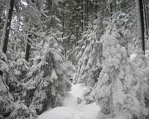  На Ивано-Франковщине глухонемой мужчина пошел в лес по елку и замерз