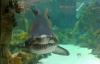 В ТЦ "Ocean Plaza" заявили, что акуле очень удобно