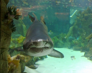 У ТЦ &quot;Ocean Plaza&quot; заявили, що акулі дуже зручно