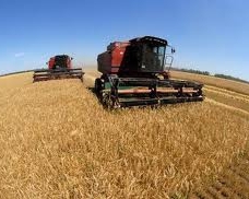 Урожай зерна в 2013 році може сягнути 50 мільйонів тонн - Мінагропрод