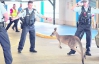 В помещение аэропорта забрело кенгуру