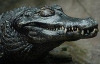 Харківські митники виявили у спортивній сумці напівживого крокодила