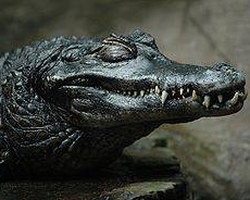 Украинские таможенники обнаружили в спортивной сумке полуживого крокодила