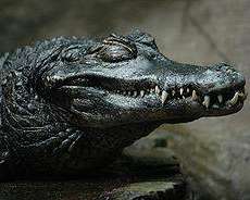 Харківські митники виявили у спортивній сумці напівживого крокодила