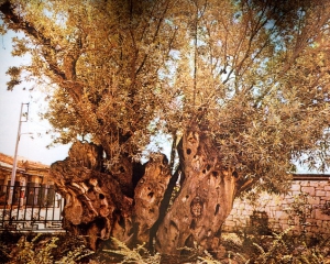 Невідомі вандали знищили оливкове дерево Платона в Афінах