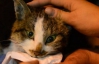 В Китае спасли грузовик котов, которых везли на съедение в рестораны и кафе