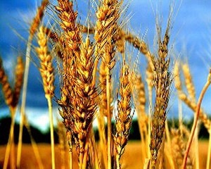  Украина продаст остатки пшеницы, и авансирует средства в закупку нового урожая