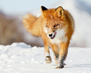 Вінниччину кілька місяців тероризують лисиці