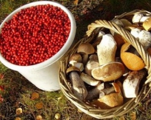 Украинцам и белорусам позволили собирать друг у друга грибы и ягоды