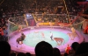 На прем'єрі вистави "Арена сміливих" під львівським цирком протестували захисники тварин
