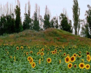 На Днепропетровщине перепахивают древние курганы