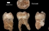 У предків сучасної людини були суперсильні зуби - вчені
