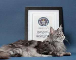 В США помер найдовший у світі кіт