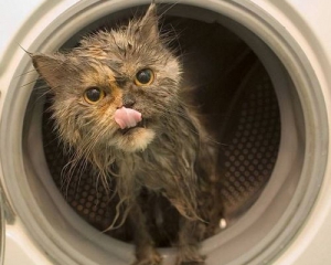 Кіт 14 хвилин крутився у пральній машинці