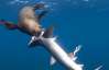 На побережье Южной Африки впервые в истории тюлени начали охотиться на акул