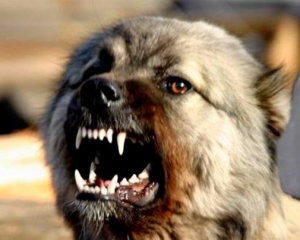 Невловимий скажений пес у Полтаві покусав уже 43 людини