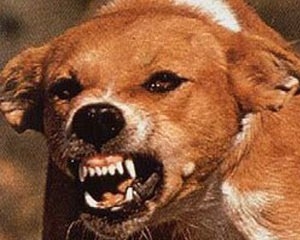 Собаку-кусаку у Полтаві нарешті знешкодили
